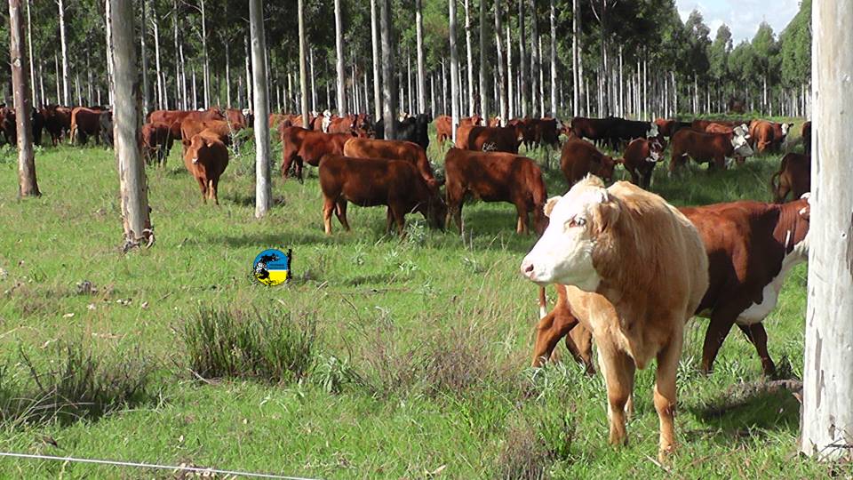 imagen de ganado en el campo,  Novillo Mercosur: por la suba del dólar bajó el precio en la Argentina.