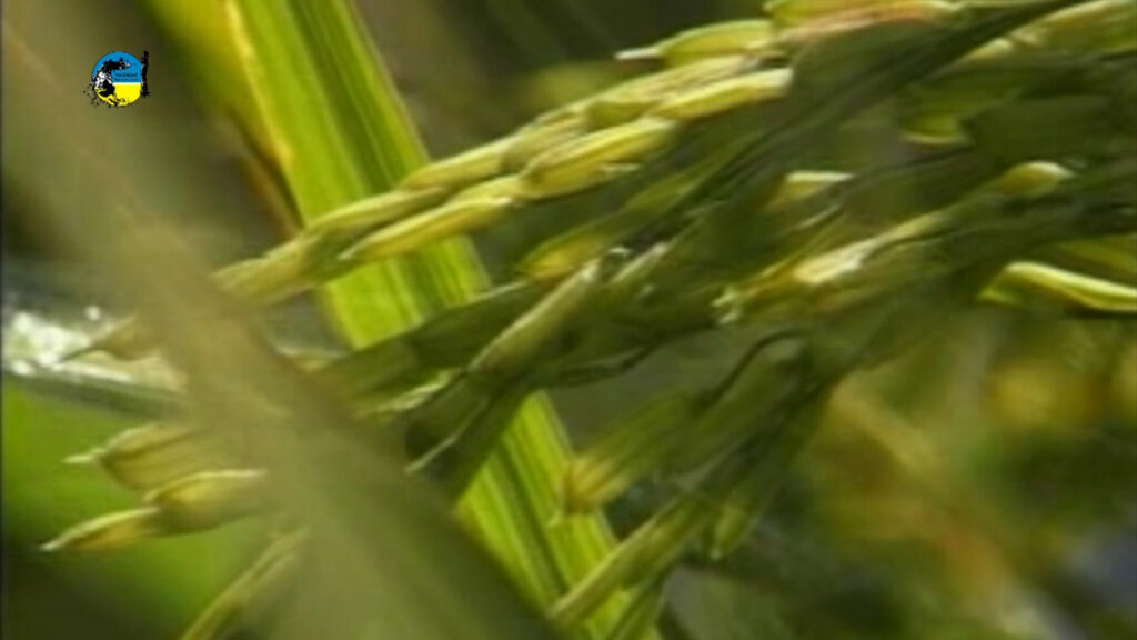 imagen de arroz, los cultivos de soja, en el norte está bien y creo que van a sacar buenos rendimientos