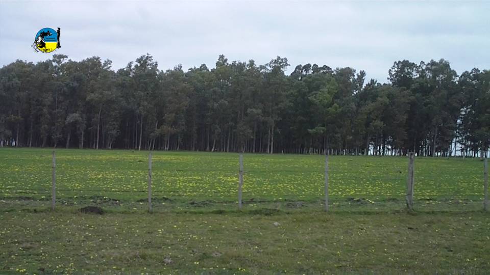 imagen de campo, DIEA presenta los resultados de las operaciones de "Arrendamientos Año 2024"