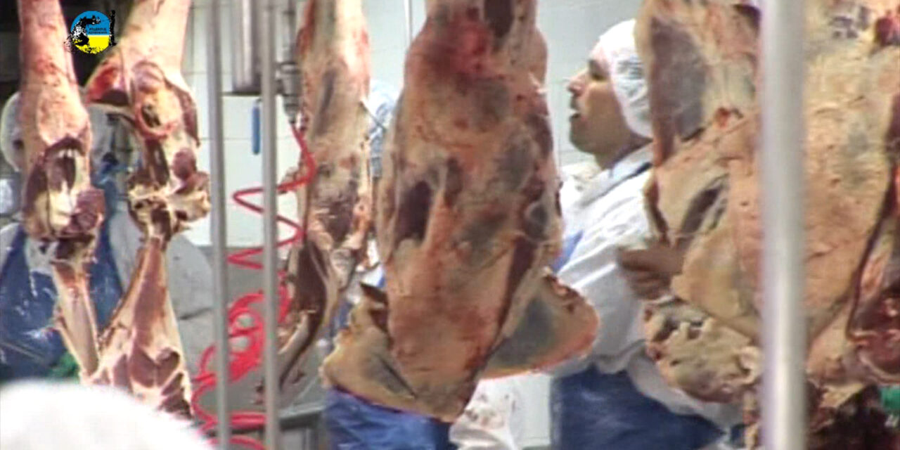 Faena bovina fue de 47.034 cabezas