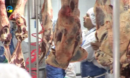 Faena bovina fue de 47.034 cabezas