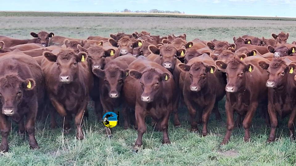 imagen de ganado en el campo, Novillo Mercosur: continúan los aumentos de precio generalizados.