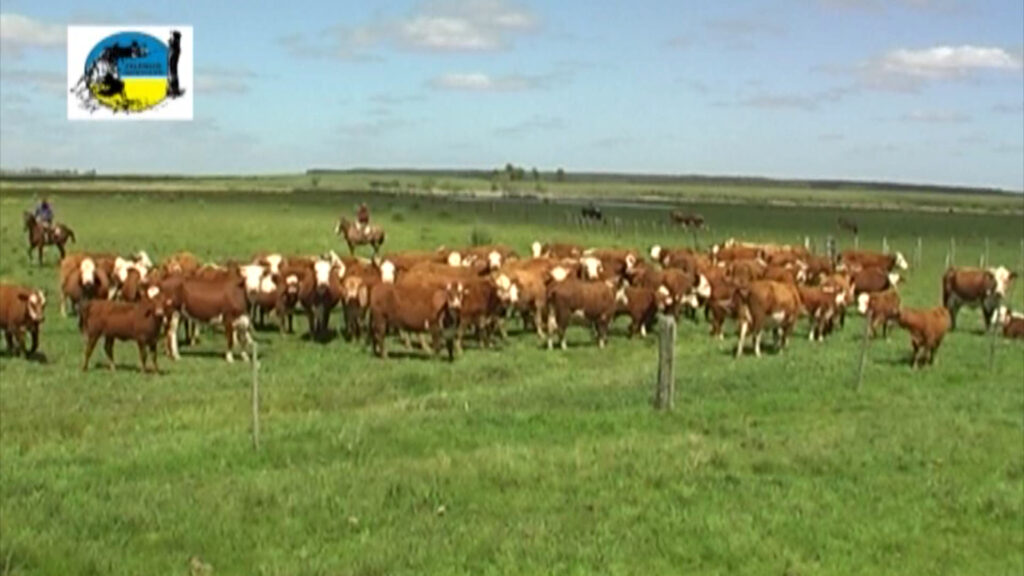 IMAGEN DE GANADO EN EL CAMPO, Paraguay avanza hacia el fin de la vacunación contra la aftosa, pero con polémica.