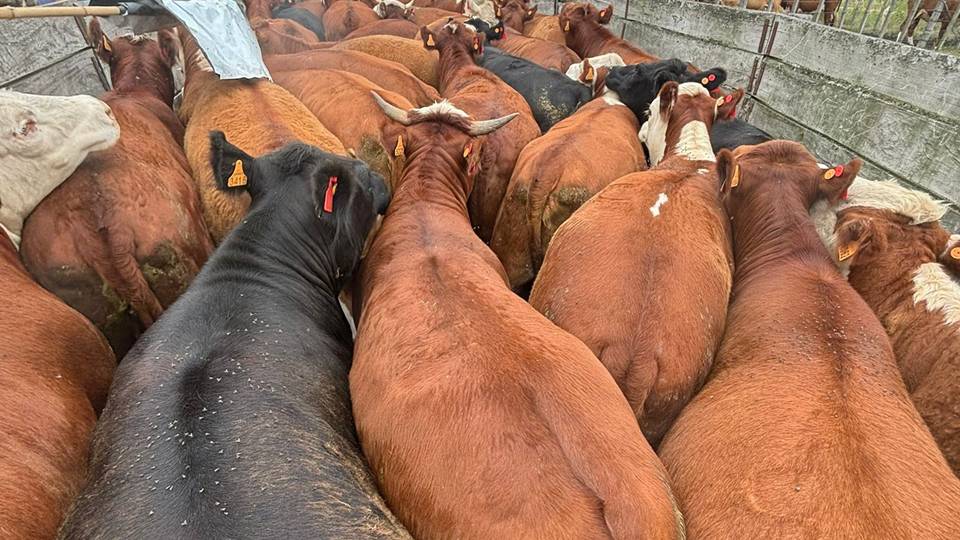 Mercado ganadero a nivel internacional sigue con demanda de carnes