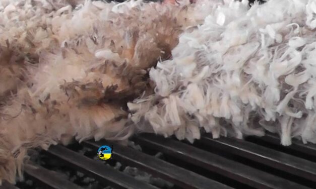 Venta de lana merino, ideal y merilín