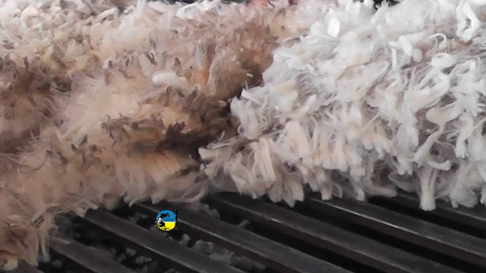 Venta de lana merino, ideal y merilín