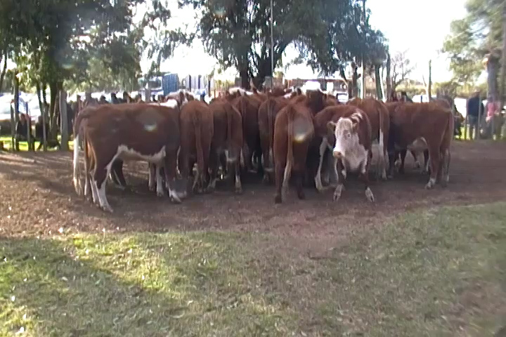 imagen de novillos formados en pista de Paso Casildo: Gran feria con un promedio general superlativo: U$S 597 en vacunos.