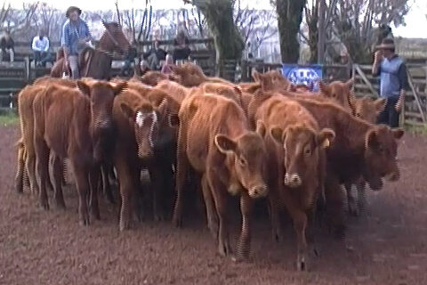 imagen de terneros en la pista, Escritorio Juan José Porto tuvo una gran feria en la Rural de Tacuarembó.