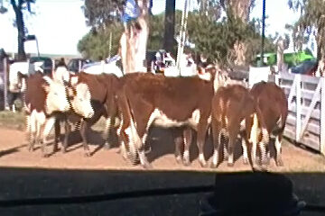 imagen de vacas en la pista de la feria en Curtina, los vacunos hicieron un promedio de U$S 644.