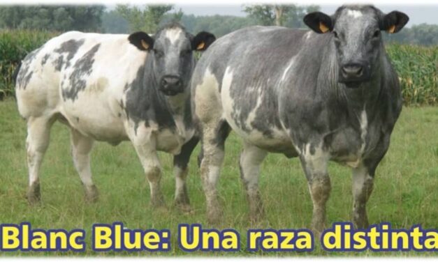Palenque Rural: Blanc Blue una raza distinta