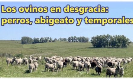 Palenque Rural: los ovinos en desgracia