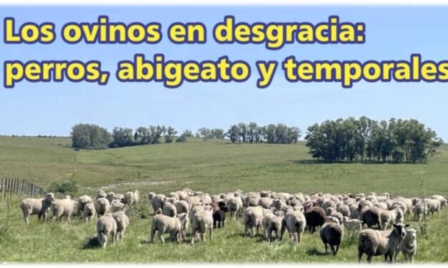 Palenque Rural: los ovinos en desgracia