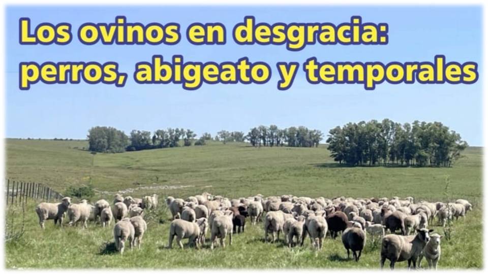Palenque Rural: los ovinos en desgracia