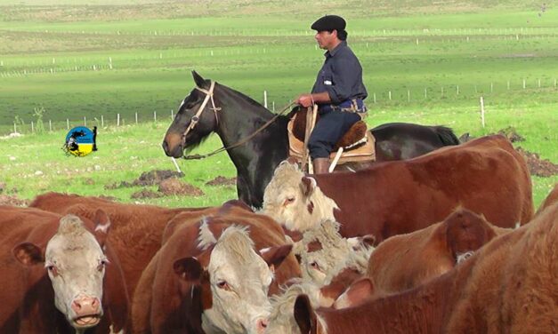 Plaza Rural vendió 8.399 vacunos en el remate 308º