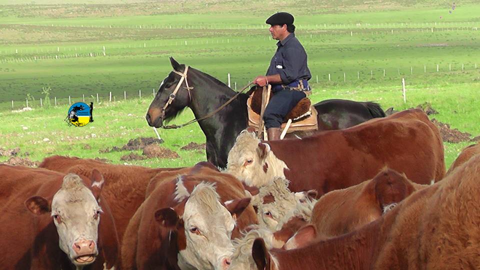 Plaza Rural vendió 8.399 vacunos en el remate 308º