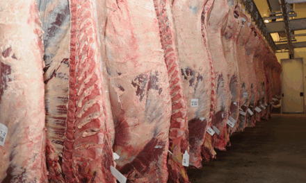 Faena bovina fue de 48.119 cabezas