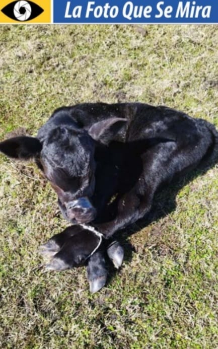 IMAGEN DE LA FOTO QUE SE MIRA, A un productor le robaron entre 10 y 12 terneros, y éste estaba ATADO EN EL SUELO pronto para que se lo llevaran. Sucedió en Carreta Quemada, San José.