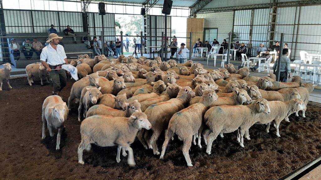 imagen de lanares en pista, se concretaron buenos valores en la feria de Don Tito.