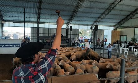 Se concretaron buenos valores en la feria de Don Tito