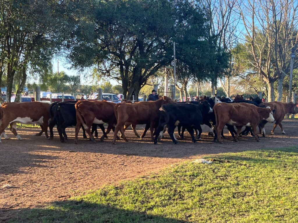 imagen de vacas en la pista de Paso Casildo: Excelente remate con destacada fila de terneros.