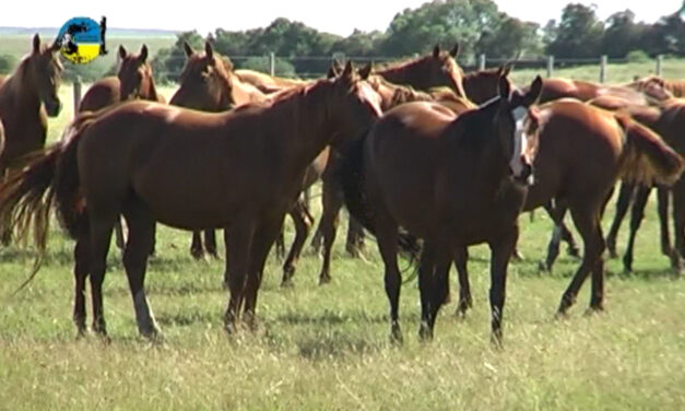 El precio del equino en agosto fue de $54.51 por kilo