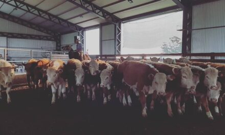 La feria en local Vichadero hizo un promedio de U$S 652