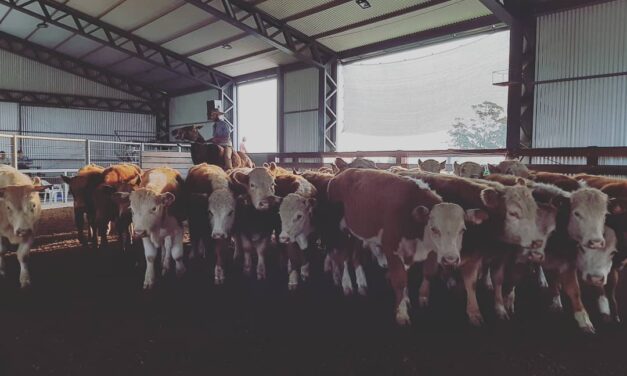 La feria en local Vichadero hizo un promedio de U$S 652