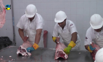 Faena bovina fue de 38.949 cabezas