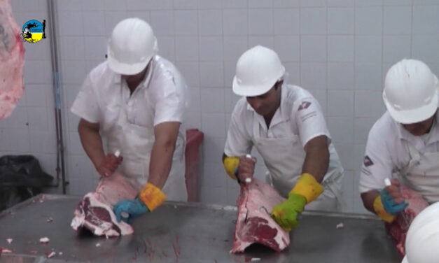 Faena bovina fue de 38.949 cabezas