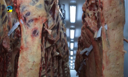 Faena bovina fue de 39.737 cabezas