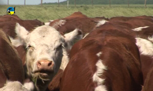 La escasez de ganado marca bonanza para la carne vacuna