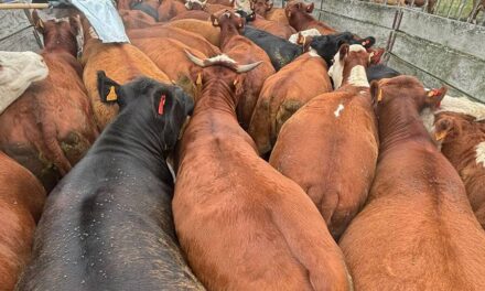 El mercado de haciendas sigue en suba