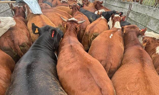 El mercado de haciendas sigue en suba