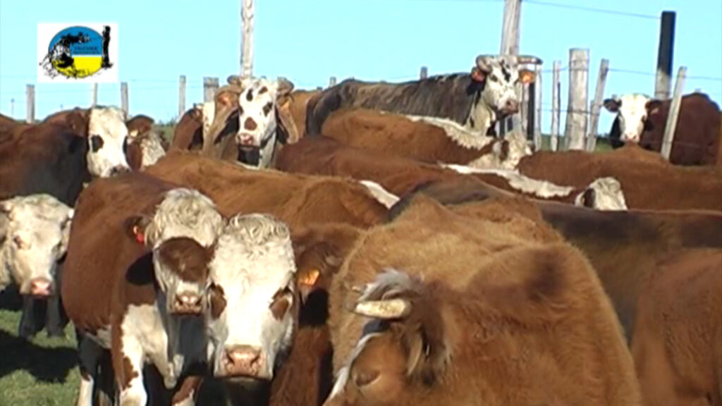 IMAGEN DE GANADO, MGAP extiende suspensión del uso de Estradiol 17β en productos veterinarios hasta el 30 de setiembre 2026 inclusive.