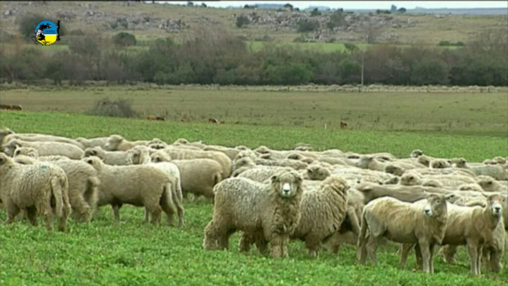 imagen de corderos en el campo