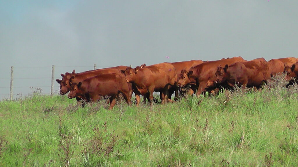imagen de ganado en el campo, Australia registrará una producción récord de carne vacuna.