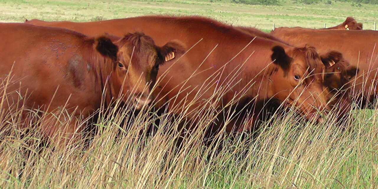 Australia registrará producción récord de carne vacuna