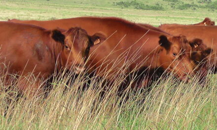 Australia registrará producción récord de carne vacuna
