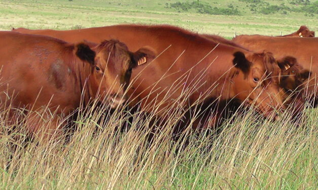 Australia registrará producción récord de carne vacuna