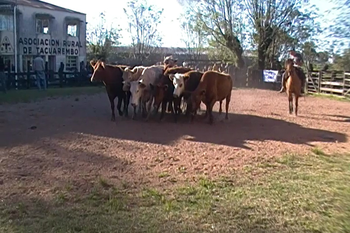 IMAGEN DE GANADO EN LA PISTA DE LA FERIA DE Juan José Porto en la Rural de Tacuarembó: El mercado siguió el buen momento del mercado.