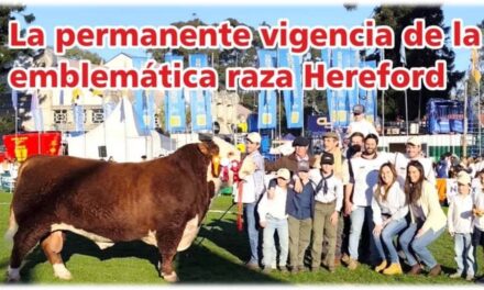 Palenque Rural: la vigencia de la emblemática raza Hereford