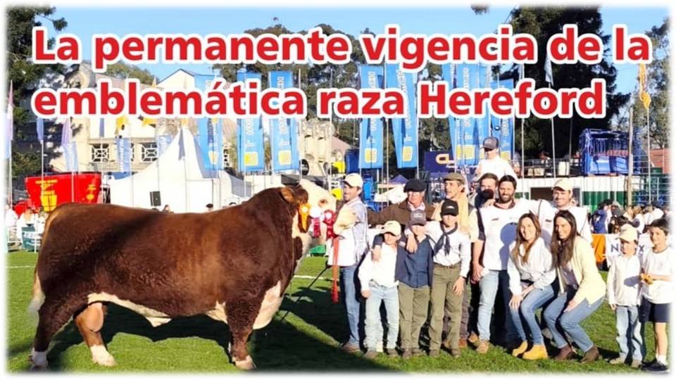 Palenque Rural: la vigencia de la emblemática raza Hereford