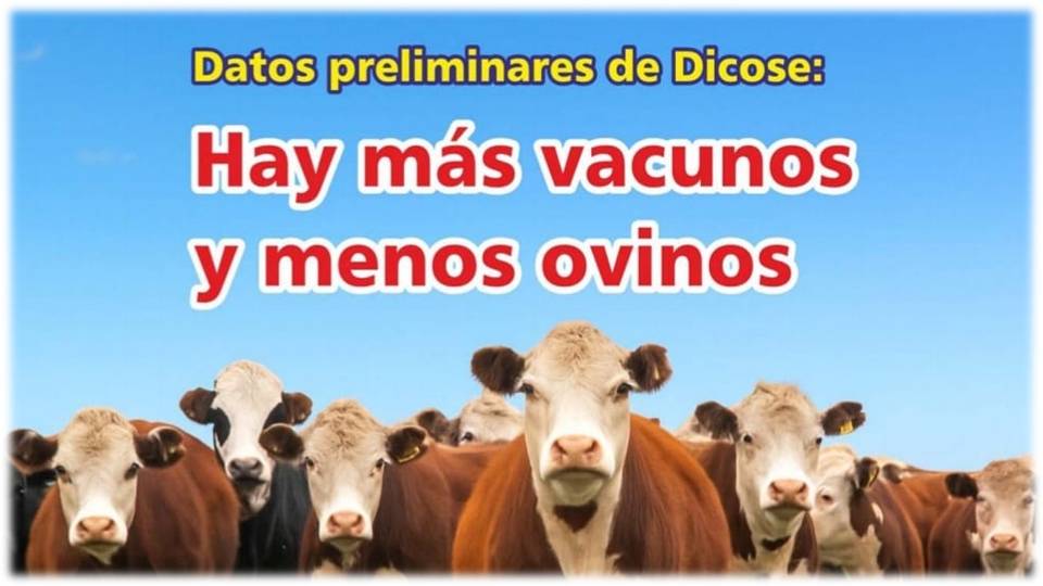 Palenque Rural: hay más vacunos y menos ovinos