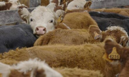 Novillo Mercosur: Incertidumbre con el precio en Argentina