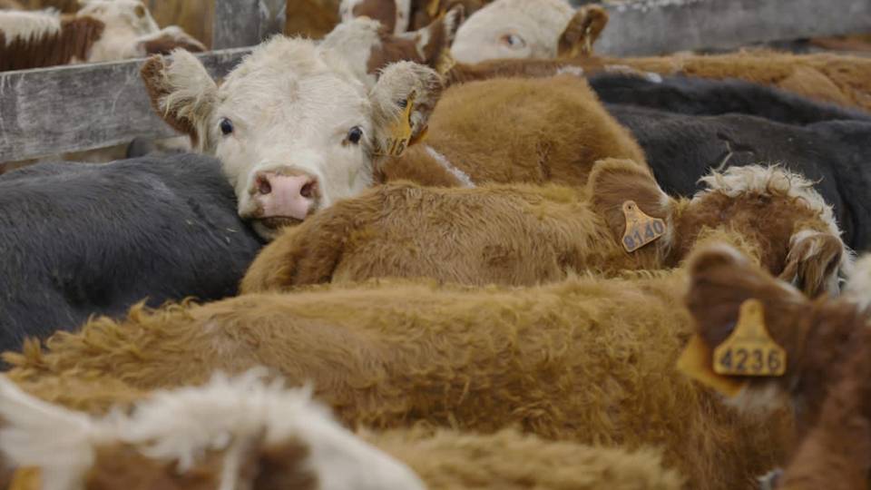 Novillo Mercosur: Incertidumbre con el precio en Argentina