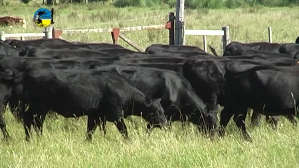 imagen de ganado en el campo, Plaza Rural vendió 16.208 vacunos en el remate 310º