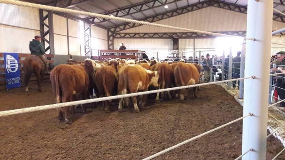 imagen de ganado en la pista de La feria en local Vichadero de Cardozo Negocios Rurales hizo un promedio de U$S 652 para los vacunos