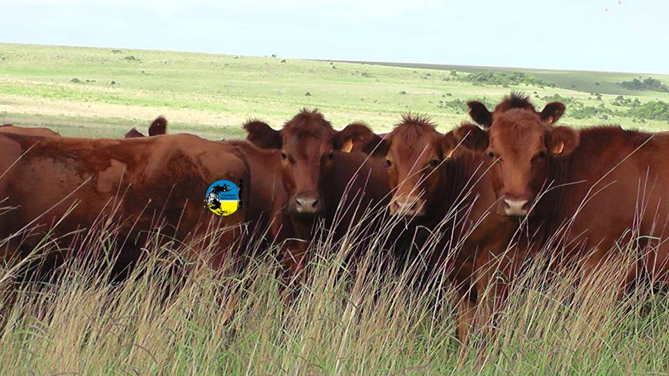 imagen de ganado en el campo, Plaza Rural concretó un remate histórico.