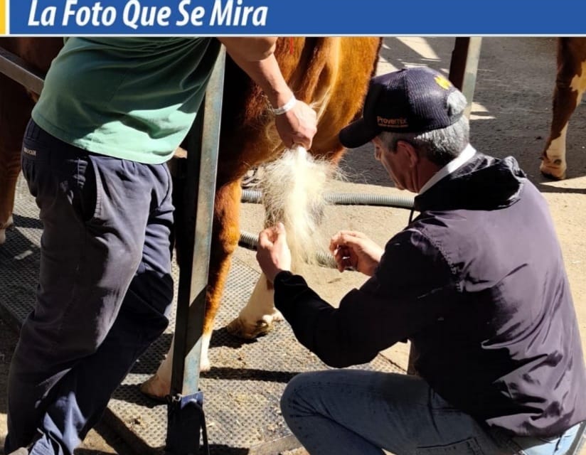 IMAGEN DE Sección de peluquería en la Expo Prado. En este caso, arreglando la cola de un vacuno.