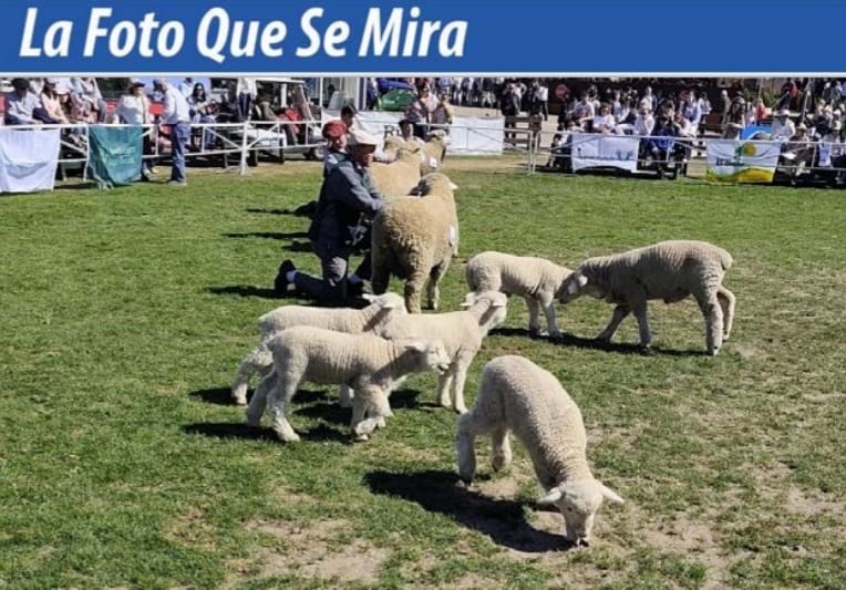 imagen de la foto que se mira, Los corderitos también participan en la calificación en las pistas del Prado.